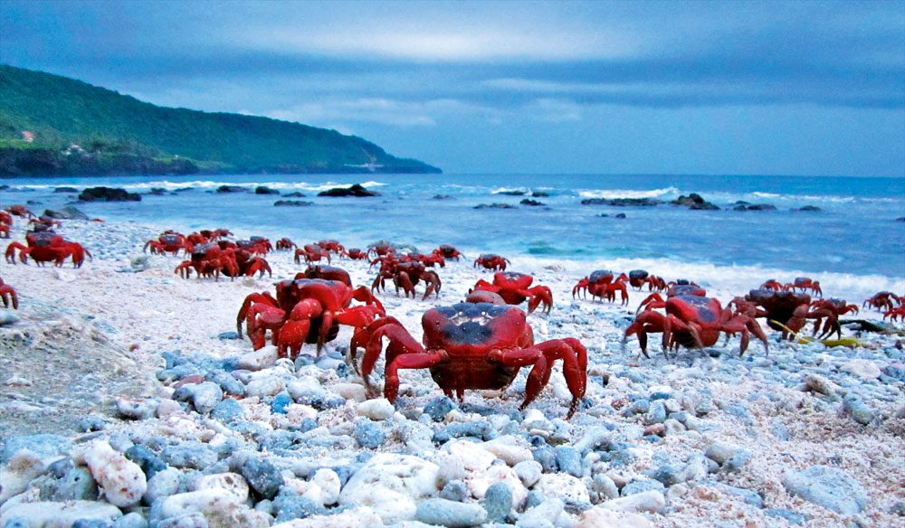 Red-Crabs